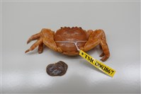 藏品(白紋方蟹)的圖片